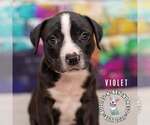 Small Staffordshire Bull Terrier Mix