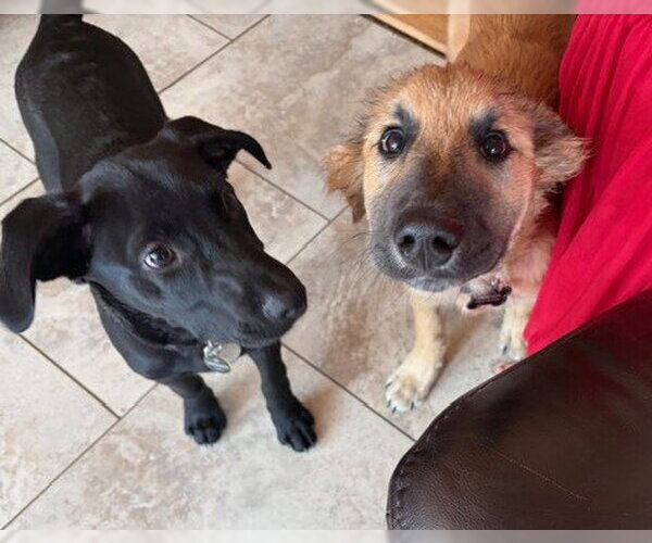 Medium Photo #5 Anatolian Shepherd-Unknown Mix Puppy For Sale in St. Louis Park, MN, USA