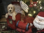 Small Photo #13 Poodle (Standard)-Spinone Italiano Mix Puppy For Sale in CLEVELAND, OH, USA