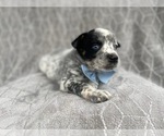 Small Photo #5 Australian Cattle Dog Puppy For Sale in LAKELAND, FL, USA