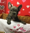 Small Photo #5 French Bulldog Puppy For Sale in OCEANSIDE, CA, USA