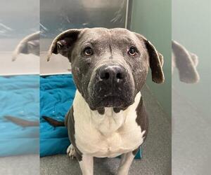 American Pit Bull Terrier-Unknown Mix Dogs for adoption in Palmetto, FL, USA
