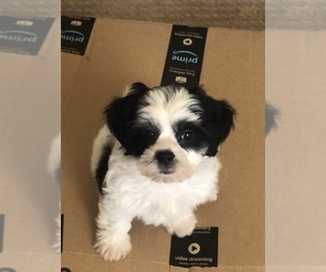 Zuchon Puppy for sale in COLORADO SPRINGS, CO, USA