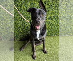 Small Photo #3 Labrador Retriever-Unknown Mix Puppy For Sale in Naples, FL, USA