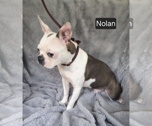 Medium Photo #2 Boston Terrier Puppy For Sale in MINERAL WELLS, WV, USA