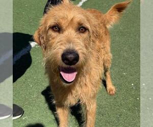 Sperry - Male Miniature Labradoodle Dog for Adoption - Photo #3