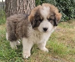 Small #1 Great Bernese