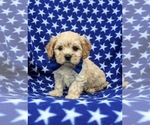 Small Photo #2 Cavachon Puppy For Sale in AIRVILLE, PA, USA