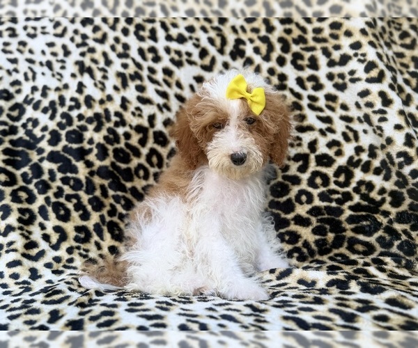 Medium Photo #1 Poodle (Miniature) Puppy For Sale in LAKELAND, FL, USA