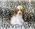 Image preview for Ad Listing. Nickname: Jazzy