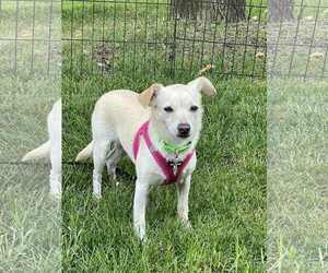 Jack Chi Dogs for adoption in Princeton, MN, USA