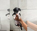 Small Photo #3 ShiChi Puppy For Sale in San Diego, CA, USA
