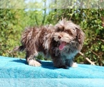 Small #7 ShihPoo