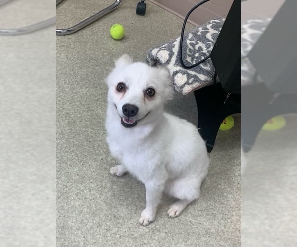 Medium Photo #16 American Eskimo Dog Puppy For Sale in Pikesville, MD, USA