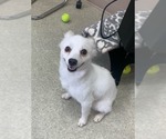 Small #15 American Eskimo Dog