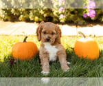 Puppy Willow Cocker Spaniel