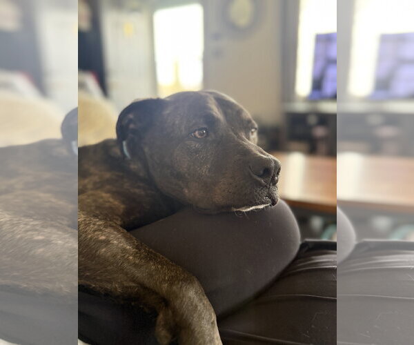 Medium Photo #3 Mutt Puppy For Sale in Farmington, MN, USA