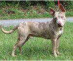 Small #2 Catahoula Bulldog
