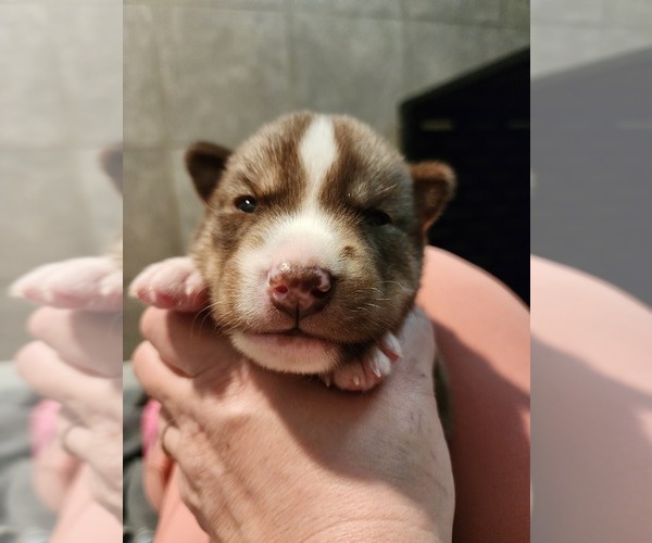 Medium Photo #1 Siberian Husky Puppy For Sale in FORT PLAIN, NY, USA