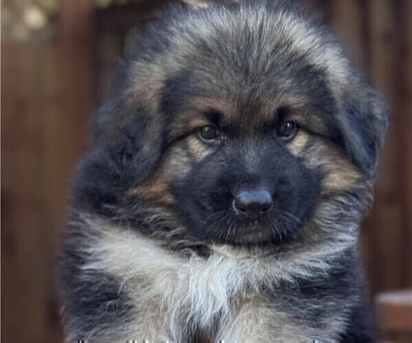 Medium Photo #2 King Shepherd Puppy For Sale in GRAND CANYON CAVERNS, AZ, USA