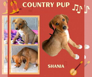 Mutt Dogs for adoption in Lindsay, CA, USA