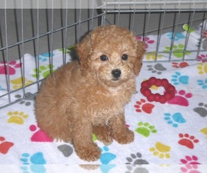 Poodle (Miniature) Puppy for Sale in ORO VALLEY, Arizona USA