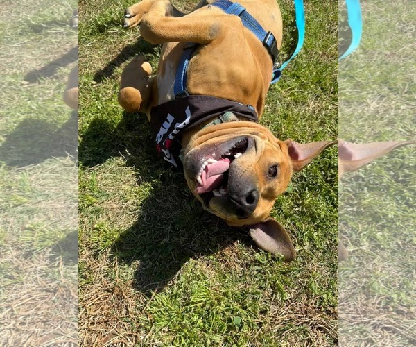 Medium Photo #3 Chow Chow-Unknown Mix Puppy For Sale in Holly Springs, NC, USA