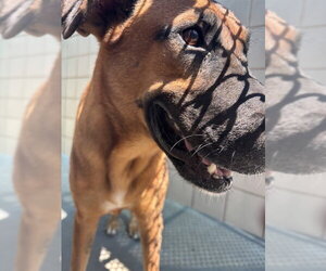 German Shepherd Dog Dogs for adoption in Corpus Christi, TX, USA