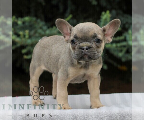 Medium Photo #2 French Bulldog Puppy For Sale in EAST EARL, PA, USA
