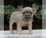 Small Photo #2 French Bulldog Puppy For Sale in EAST EARL, PA, USA