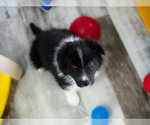 Small #11 Border Collie