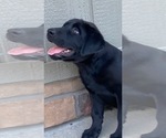 Small #2 Labrador Retriever
