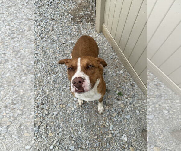 Medium Photo #2 American Pit Bull Terrier-Unknown Mix Puppy For Sale in Corning, AR, USA