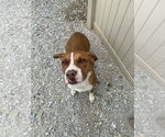 Small #1 American Pit Bull Terrier Mix