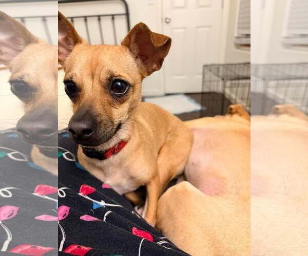 Medium Photo #1 Chihuahua-Unknown Mix Puppy For Sale in Visalia, CA, USA