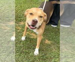 Small #2 Bulldog Mix