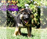Small Photo #6 German Shepherd Dog Puppy For Sale in MURRIETA, CA, USA