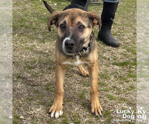 Retriever -Unknown Mix Dogs for adoption in Washington, DC, USA