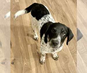 Basset Hound-Unknown Mix Dogs for adoption in Jacksonville, NC, USA