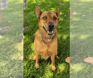 Rowley - Adopt Me! - Male Mutt Dog for Adoption - Photo #12