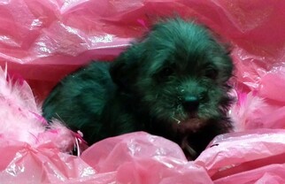 Poodle (Toy)-Yorkshire Terrier Mix Puppy for sale in CONOWINGO, MD, USA