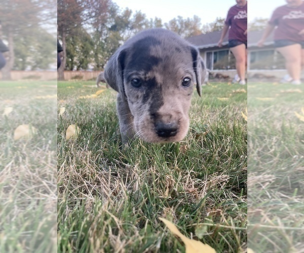 Medium Photo #14 Great Dane Puppy For Sale in CRESWELL, OR, USA