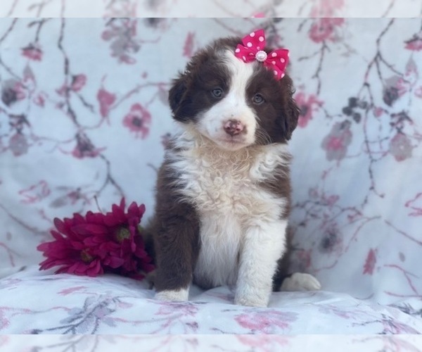 Medium Photo #3 Australian Shepherd Puppy For Sale in LAKELAND, FL, USA
