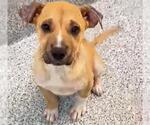 Small #1 Labrador Retriever Mix