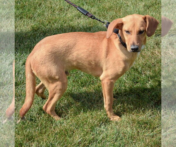 Medium Photo #2 Beagle-German Shepherd Dog Mix Puppy For Sale in Huntley, IL, USA