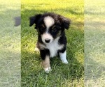 Small Photo #7 Miniature Australian Shepherd Puppy For Sale in FAIR HAVEN, MI, USA