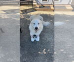 Small #3 Great Pyrenees