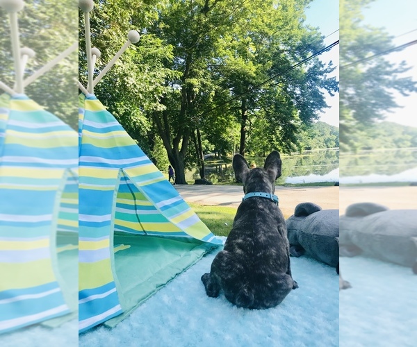 Medium Photo #7 French Bulldog Puppy For Sale in CRANSTON, RI, USA