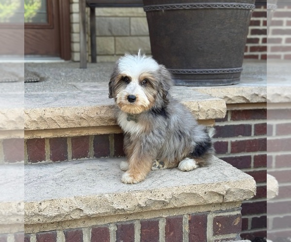 Medium Photo #4 Bernedoodle Puppy For Sale in WOLCOTT, IN, USA