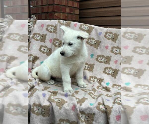 Medium Photo #15 German Shepherd Dog Puppy For Sale in GREENWOOD, WI, USA